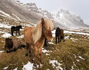 Grazes: Icelandic horses in winter in front of snowy mountains