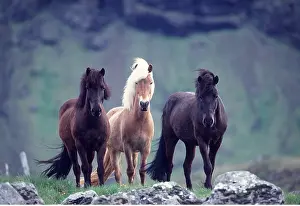 Rows: ICELANDIC HORSES - x three