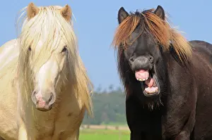 Riding: Icelandic ponies, young stallions, Icelandic stallion