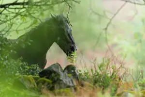 Humidity: Icelandic pony eating flowers in the rain - Alsace France