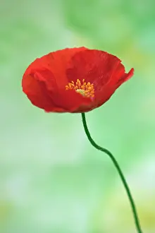 Champagne: Icelandic poppy, Papaver nudicaule Champagne Bubbles