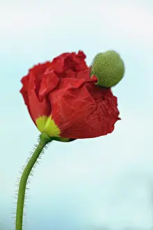 Champagne: Icelandic poppy, Papaver nudicaule Champagne Bubbles