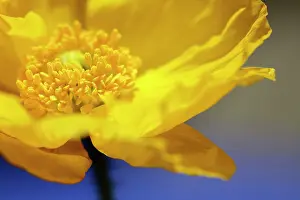 Croceum: Icelandic poppy, Papaver nudicaule, Close cropped