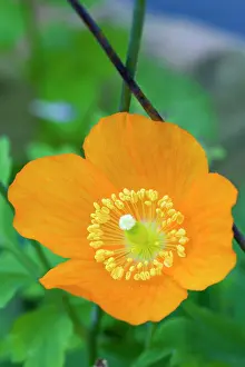 Leafy: Icelandic poppy, Papaver nudicaule, Close-up detail