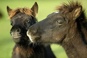 Affectionate: ICELANDPFERD