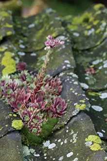 Sedum: Iceplant