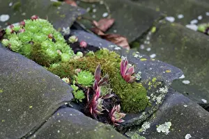 Sedum: Iceplant