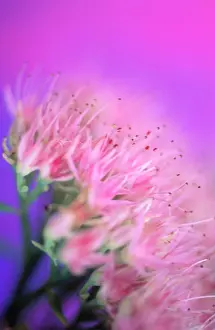 Sedum: Iceplant