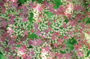 Sedum: Iceplant