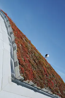 Sedum: Iceplant