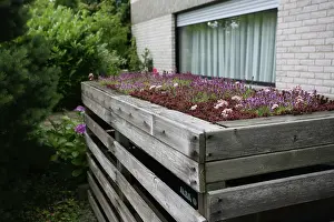 Relationship: Iceplant