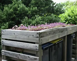 Relationship: Iceplant
