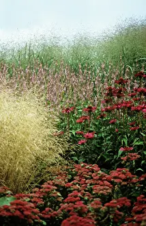 Layers: Iceplant
