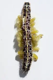 Prior: Ichneumon Fly larvae - emerging from Large White