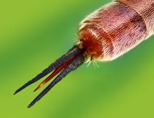 Wasps: Ichneumon fly ovipositor (Ophion obscuratus)