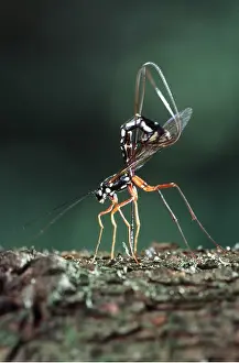 Planting: ICHNEUMON FLY - parasitic - planting eggs in larvae