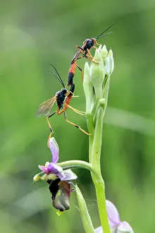 Calcareous: Ichneumon insidiosus, Couple sitting on a Spider