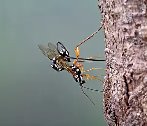Upside: Ichneumon - parasitising wood wasp