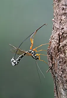 Upside: Ichneumon - parasitising wood wasp