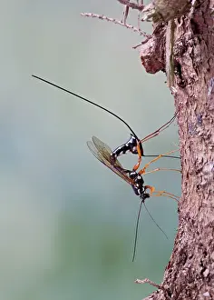 Upside: Ichneumon - parasitising wood wasp