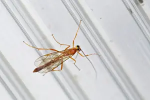 Ichneumon: Ichneumon Wasp