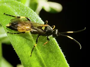 Ichneumon: Ichneumon Wasp