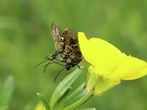 Ichneumon: Ichneumon Wasp