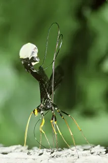 Drilling: Ichneumon Wasp Boring Hole