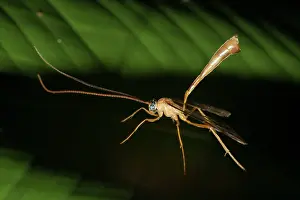 Ichneumon: Ichneumon Wasp Ichneumon Wasp on leaf Klungkung Bali I