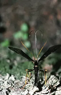 Ovipositor: Ichneumon Wasp Laying Eggs