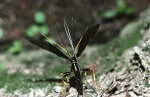 Ovipositor: Ichneumon Wasp Laying Eggs