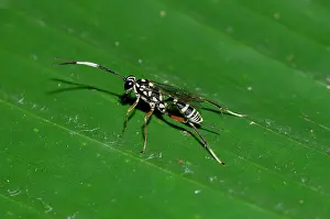 250521: Ichneumon Wasp on leaf - Klungkung, Bali, Indonesia