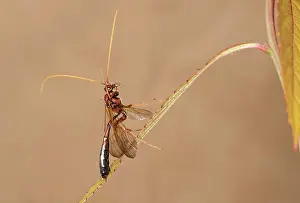 Canton: Ichneumon wasp (Ophius), Valais, Switzerland, Europe