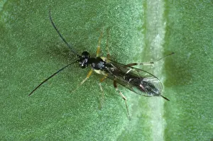 Diamond: Ichneumonid wasp