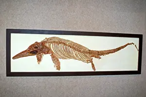 Mesozoic: Ichthyosaur Fossil
