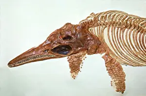 Mesozoic: Ichthyosaur Fossil