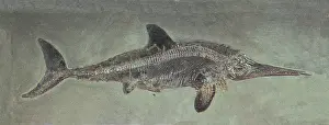 Palaeontology: Ichthyosaurus acutirostris, Mesozoic Reptile