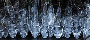Icicles: icicles at edge of lake, Maryland, USA