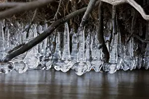 Icicles: icicles at edge of lake, Maryland, USA