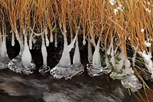Icicles: Icicles - at edge of river