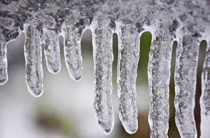 Rainier: Icicles, Mt. Rainier National Park, Washington