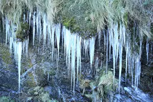 Boscastle: Icicles - on the wall around the harbour