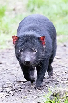 Cool: The iconic Tasmanian Devil in a natural environment