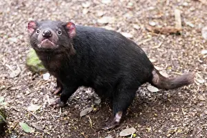 Cool: The iconic Tasmanian Devil in a natural environment