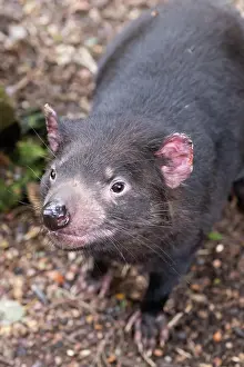 Cool: The iconic Tasmanian Devil in a natural environment
