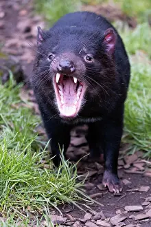 Cool: The iconic Tasmanian Devil in a natural environment