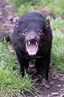 Cool: The iconic Tasmanian Devil in a natural environment