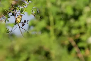 Zouweboezem: Icterine Warbler