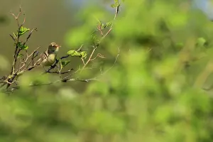Zouweboezem: Icterine Warbler