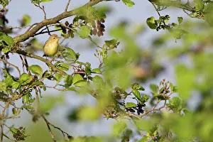 Zouweboezem: Icterine Warbler